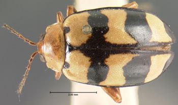Media type: image; Entomology 18769   Aspect: habitus dorsal view